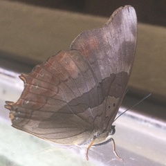 Charaxes anticlea anticlea