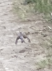 Artemisiospiza nevadensis