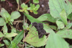 Staphylus ascalaphus