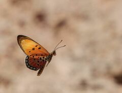 Acraea acrita ambigua