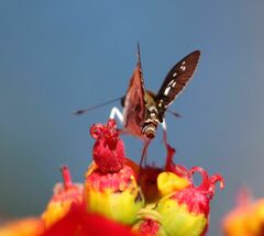 Andronymus caesar philander