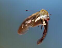 Andronymus caesar philander