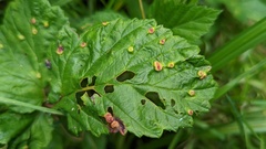 Dasineura ulmaria