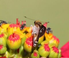 Andronymus caesar philander