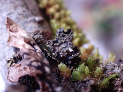 Pseudocyphellaria citrina