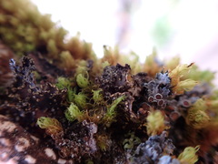 Pseudocyphellaria citrina