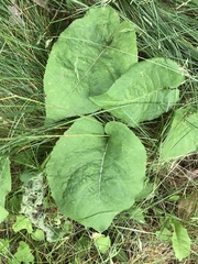 Scrobipalpula manierreorum