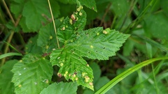 Dasineura ulmaria