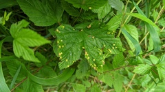 Dasineura ulmaria