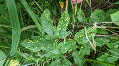 Dasineura ulmaria