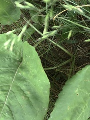 Scrobipalpula manierreorum