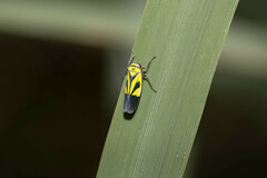 Nephotettix nigropictus