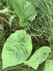 Scrobipalpula manierreorum