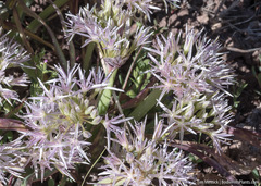 Allium anceps
