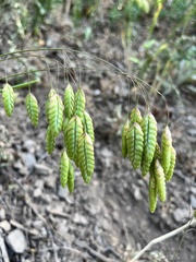 Bromus briziformis