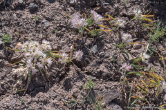 Allium anceps