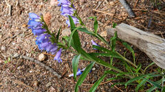 Penstemon secundiflorus