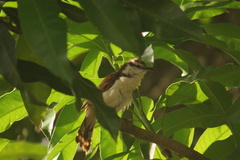 Campylorhynchus griseus