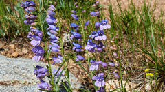 Penstemon secundiflorus