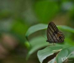 Chloreuptychia chlorimene