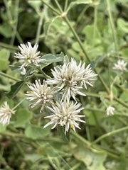 Alternanthera echinocephala