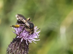 Macropis europaea