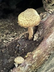Cystoagaricus