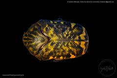 Gymnetis subpunctata