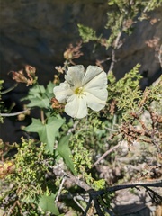 Convolvulus scammonia