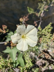 Convolvulus scammonia