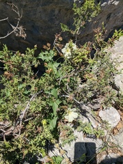 Convolvulus scammonia