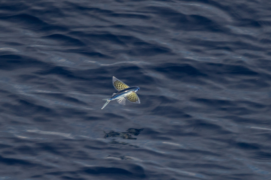 Yellow-Wing Flyingfish