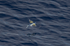 Yellow-Wing Flyingfish photo 1