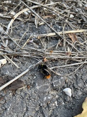 Bombus lapidarius