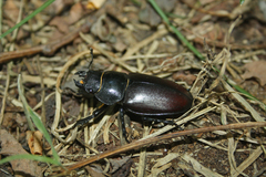 Lucanus cervus
