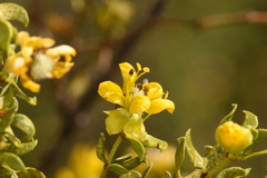 Larrea tridentata tridentata