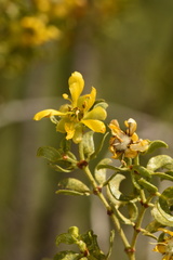 Larrea tridentata tridentata