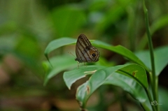 Chloreuptychia chlorimene