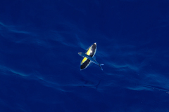 Cheilopogon abei