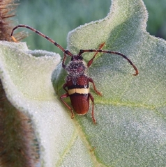 Deretrachys juvencus