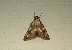 Epascestria pustulalis