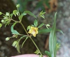 Lysimachia lewisii