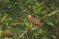 Columbina talpacoti