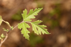 Toxicodendron radicans eximium