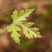 Toxicodendron radicans eximium - Photo (c) Aidan Campos, some rights reserved (CC BY-NC), uploaded by Aidan Campos