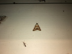 Epascestria pustulalis