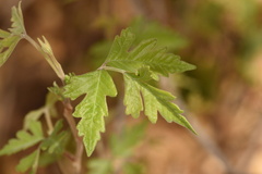 Toxicodendron radicans eximium