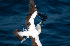 Blacksail Flyingfish photo 1