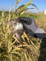 Oryzomys palustris