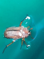 Amphimallon solstitiale